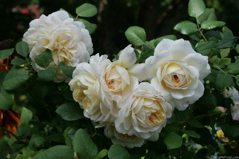 'Crocus Rose' Rose Photo