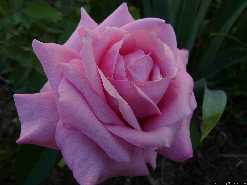 'Belinda's Dream (Shrub, Basye, 1988)' rose photo