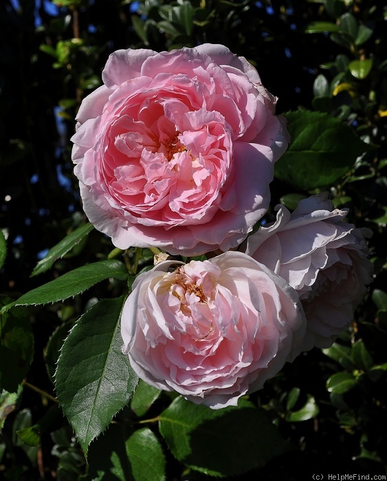 'Lordly Oberon' rose photo