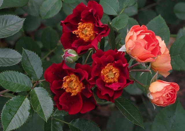 'Zoic ®' rose photo