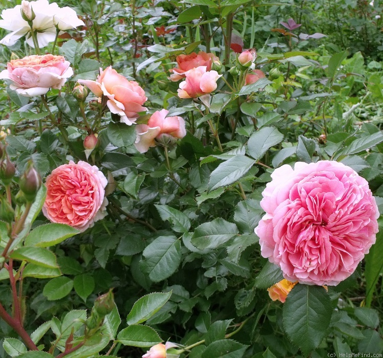 'Chippendale ®' rose photo
