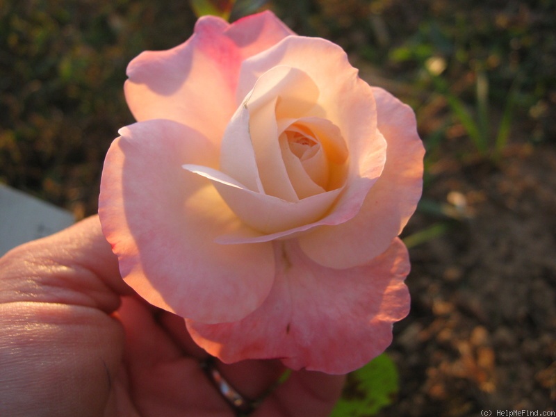 'Angel Bells ®' rose photo