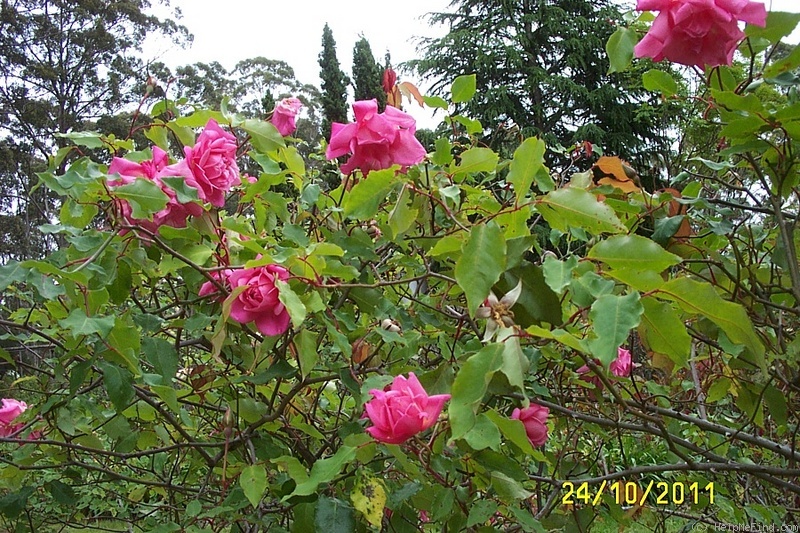 'Bon Silène (Tea, Guerin 1834)' rose photo