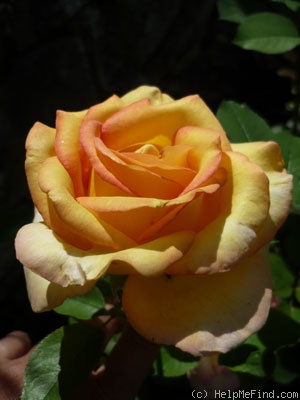 'Jean Piat ®' rose, click to enlarge 'Jean Piat ®' rose photo
