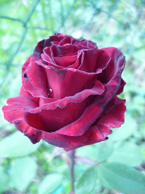 'Graf Lennart' rose photo