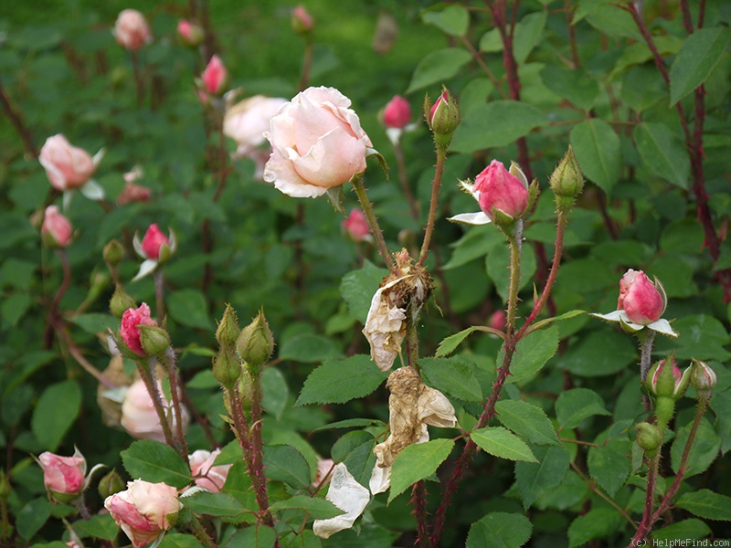 'Clair de Lune (tea, Scarman, 2005)' rose photo