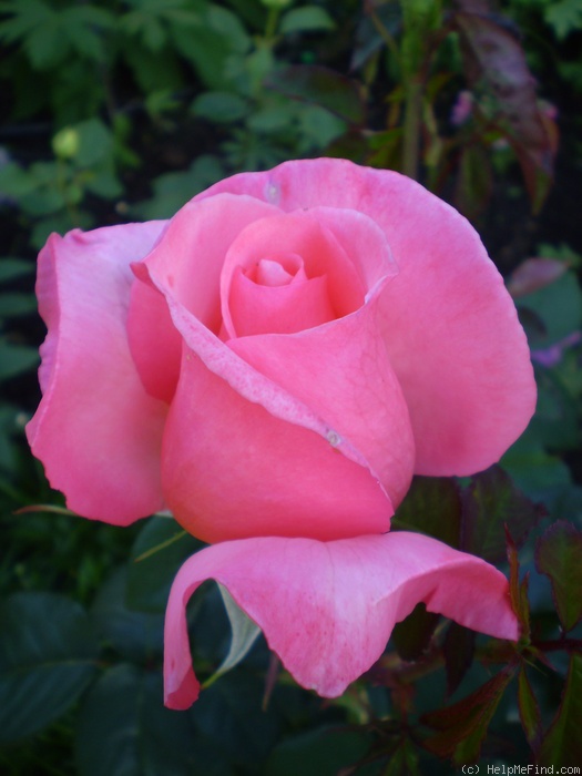 'Your Garden Rose' rose photo