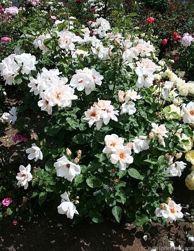 'Arahan' rose photo