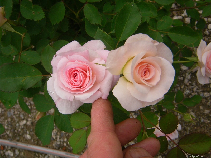 'Morden Blush' rose photo