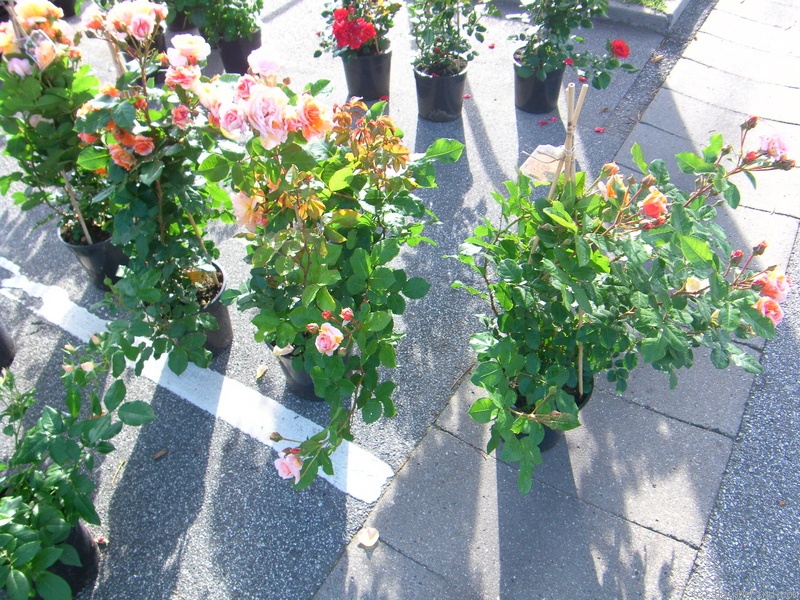 'Arabia (shrub, Evers, 2001/2010)' rose photo