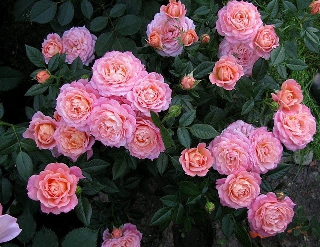 'Briosa ®' rose photo