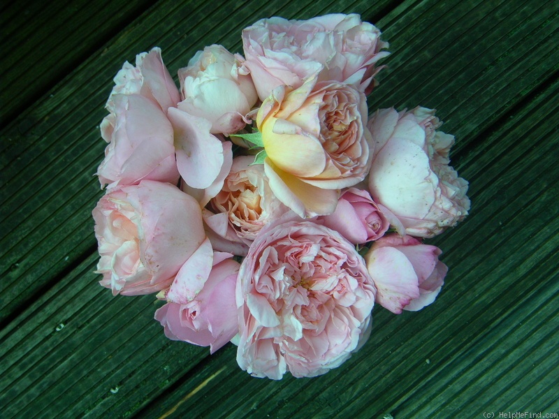 'Dames de Chenonceau ®' rose, click to enlarge 'Dames de Chenonceau ®' rose photo