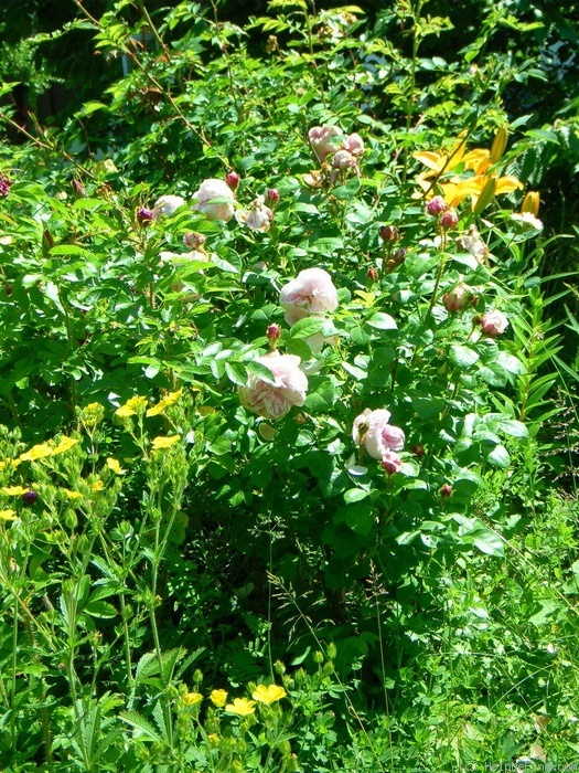 'Everblooming Moss' rose photo