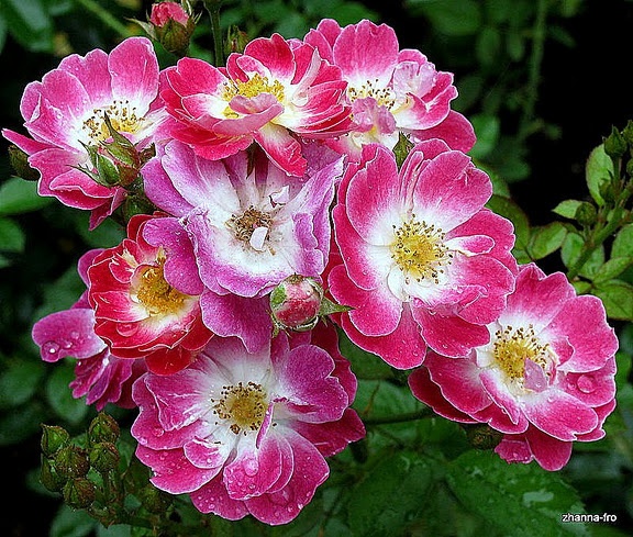 'Greetings ™ (shrub, Zary, 1997)' rose photo
