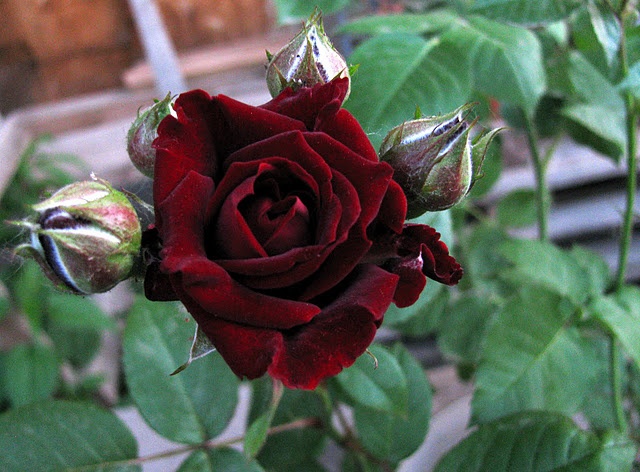 'Tamango (florist rose, Meilland 2006)' rose photo