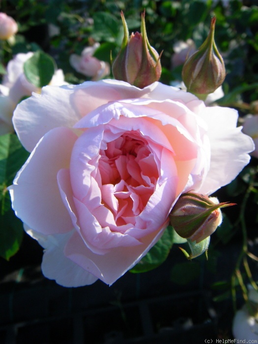 'Gentle Hermione' rose photo