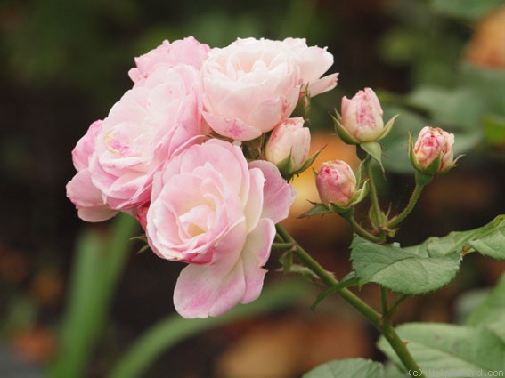 'Bouquet Parfait ® (Hybrid Musk, Lens, 1989)' rose photo