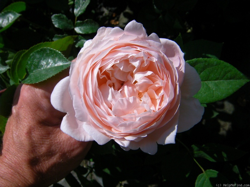 'Cressida' rose photo