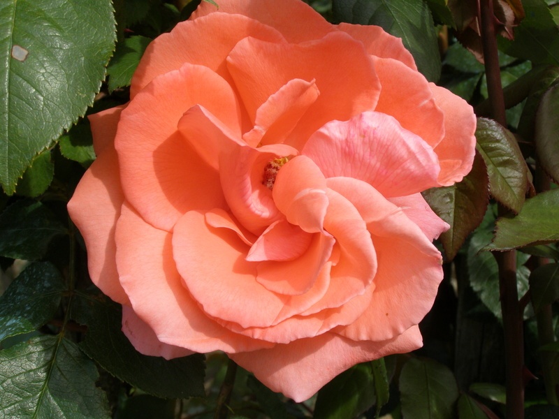 'Baronne de Nervo ®' rose photo