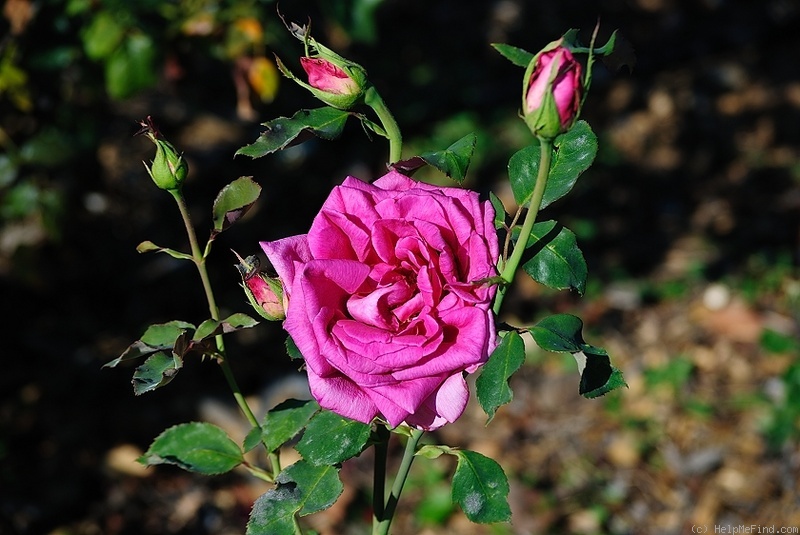'Marceline (hybrid tea, Buatois, 1928)' rose photo