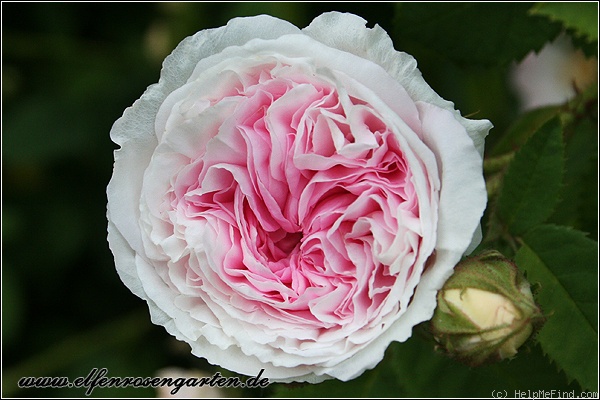 'Félicité Parmentier' rose photo
