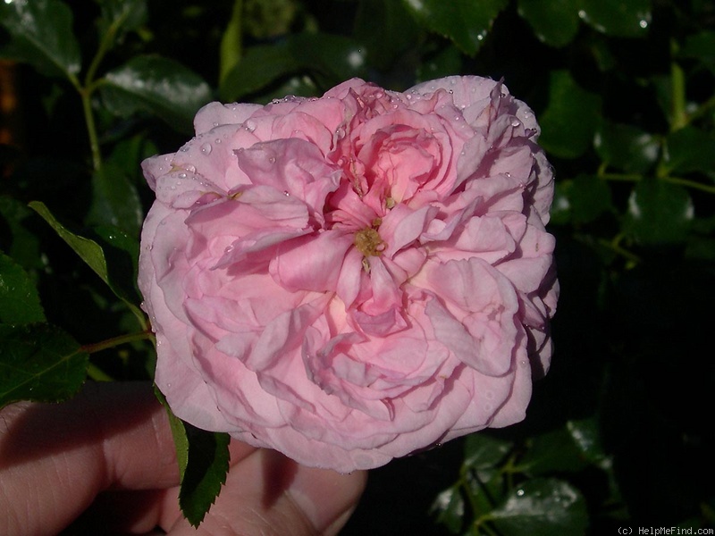 'Pink Eclipse' rose photo