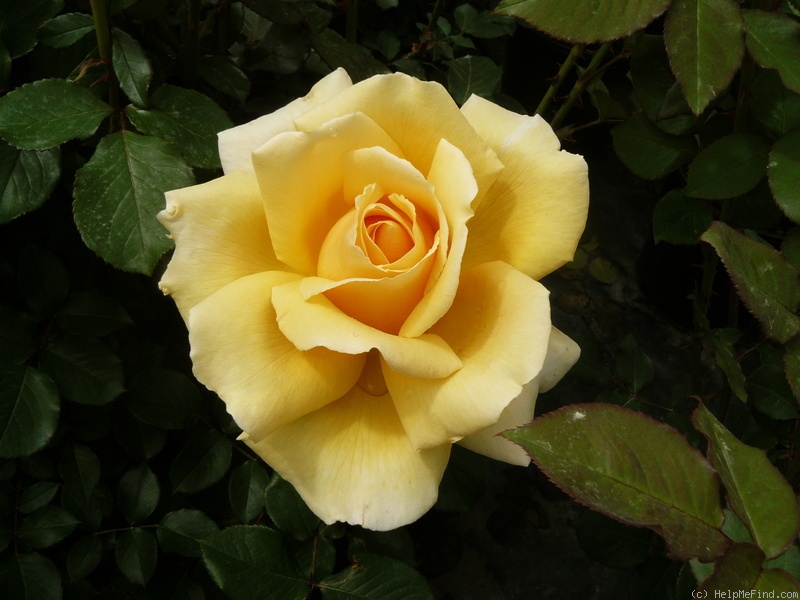 'Valencia ® (hybrid tea, Kordes before 1987)' rose photo