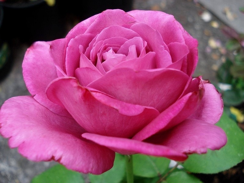 'Claude Brasseur ®' rose photo