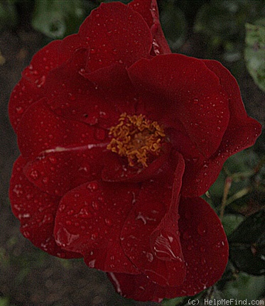 'F. Ferrer' rose photo