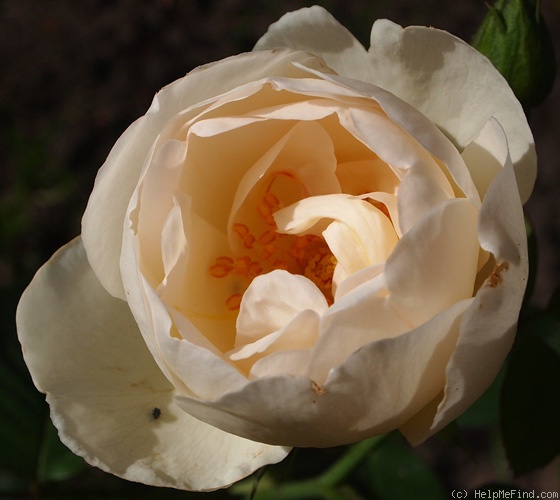 'The Nun' rose photo