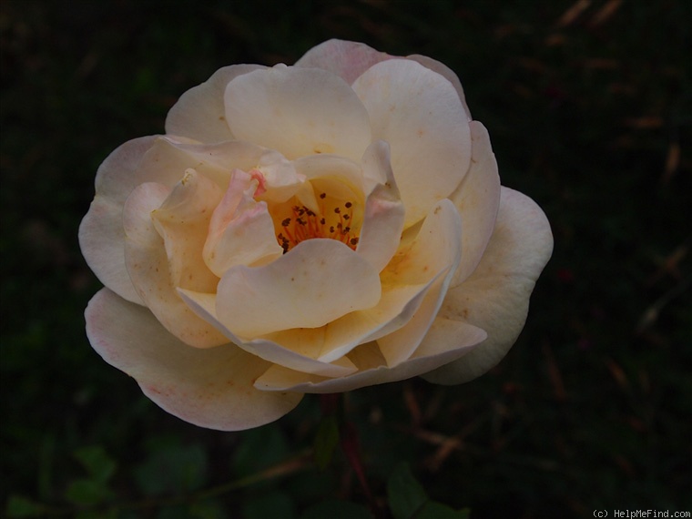'Elegante Edith' rose photo