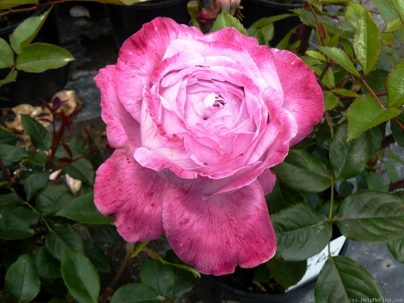 'Blue River ® (hybrid tea, Kordes, 1984)' rose photo
