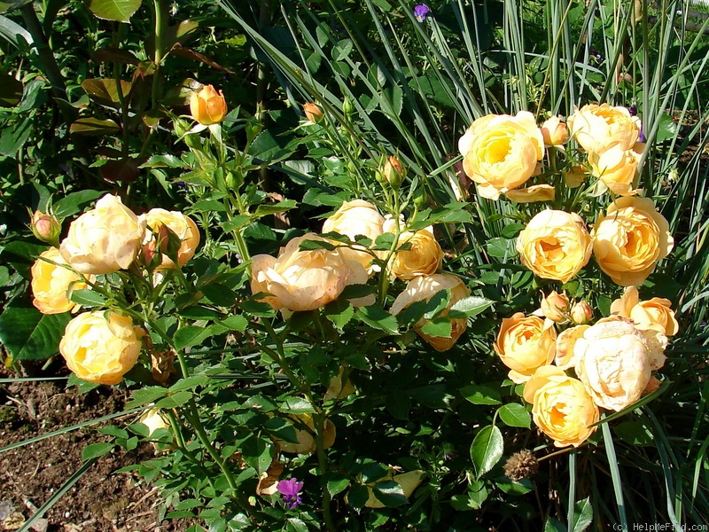 Роза почвопокровная эмбер виэл фото и описание