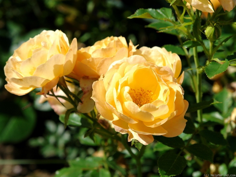 'Amber Cover ®' rose photo