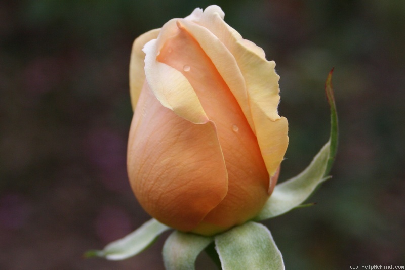 'Valencia ® (hybrid tea, Kordes before 1987)' rose photo