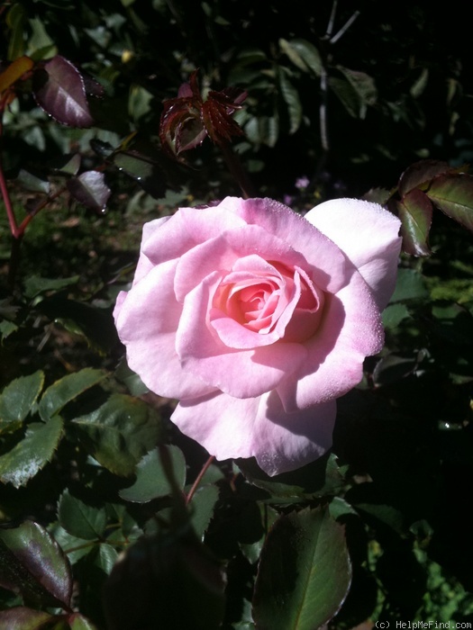 'Brindabella Pink Bouquet' rose photo