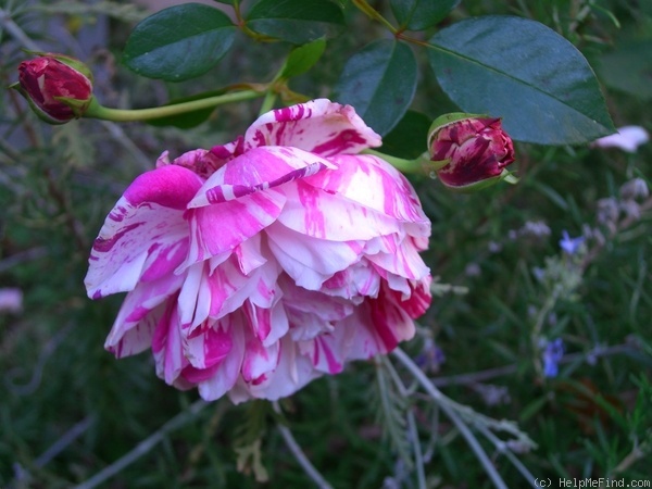'Rinascimento ® (shrub, Barni, 1989)' rose photo