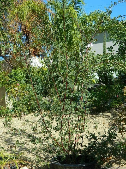 '1-72-1Hugonis' rose photo