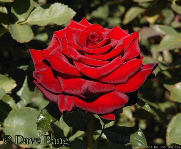 'Black Magic ® (hybrid tea, Evers/Tantau, 1995)' rose photo