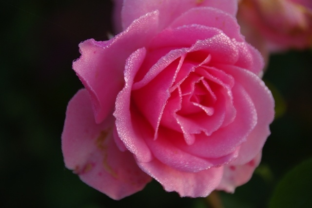 'FRYracy' rose photo