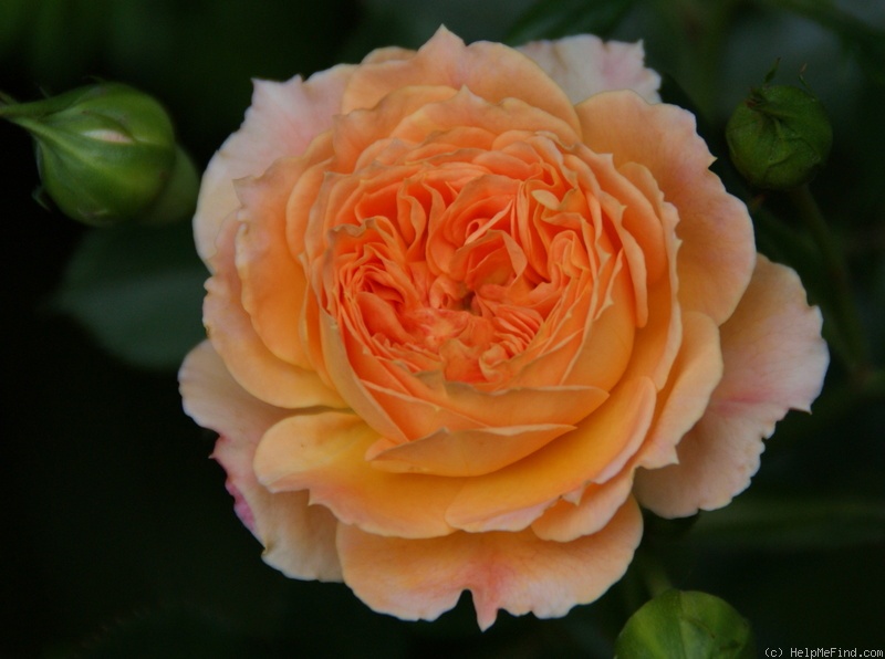 'Alison Wheatcroft' rose photo
