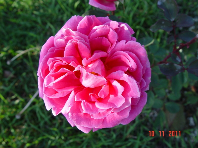 'Kralj Alexander I' rose photo