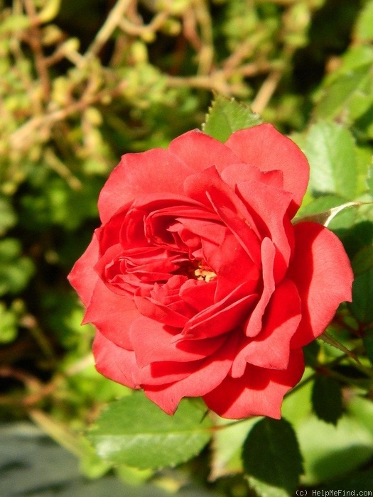 'Robi ™ (miniature, Moore, 2000)' rose photo