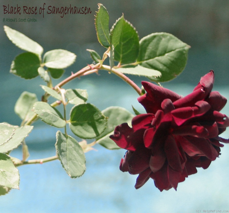 'The Black Rose of Sangerhausen' rose photo