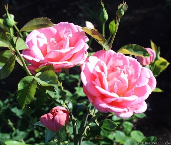 'Katherine T. Marshall' rose photo