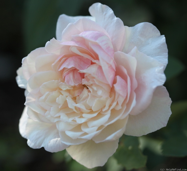 'Madame Cornélissen' rose photo