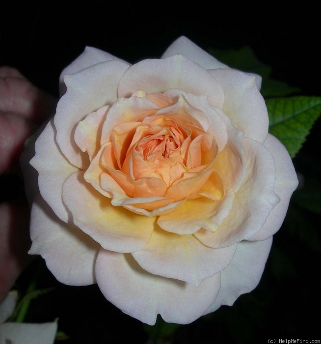 'APMXSL' rose photo