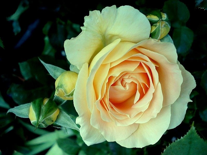 'Honey Bouquet' rose photo