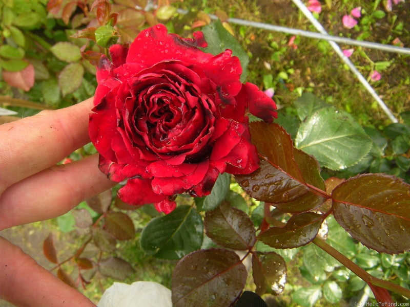 'Gustav Mahler Rose (hybrid tea, Evers/Tantau, 2010)' rose photo