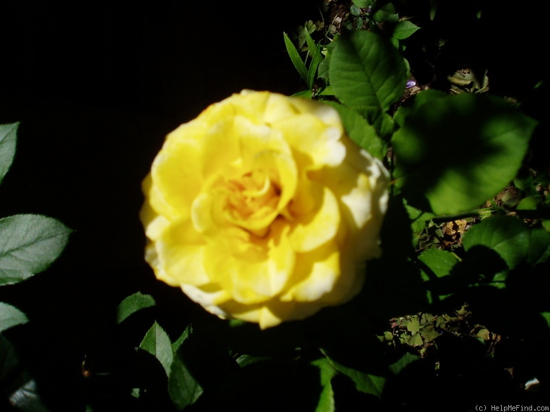 'JACel' rose photo